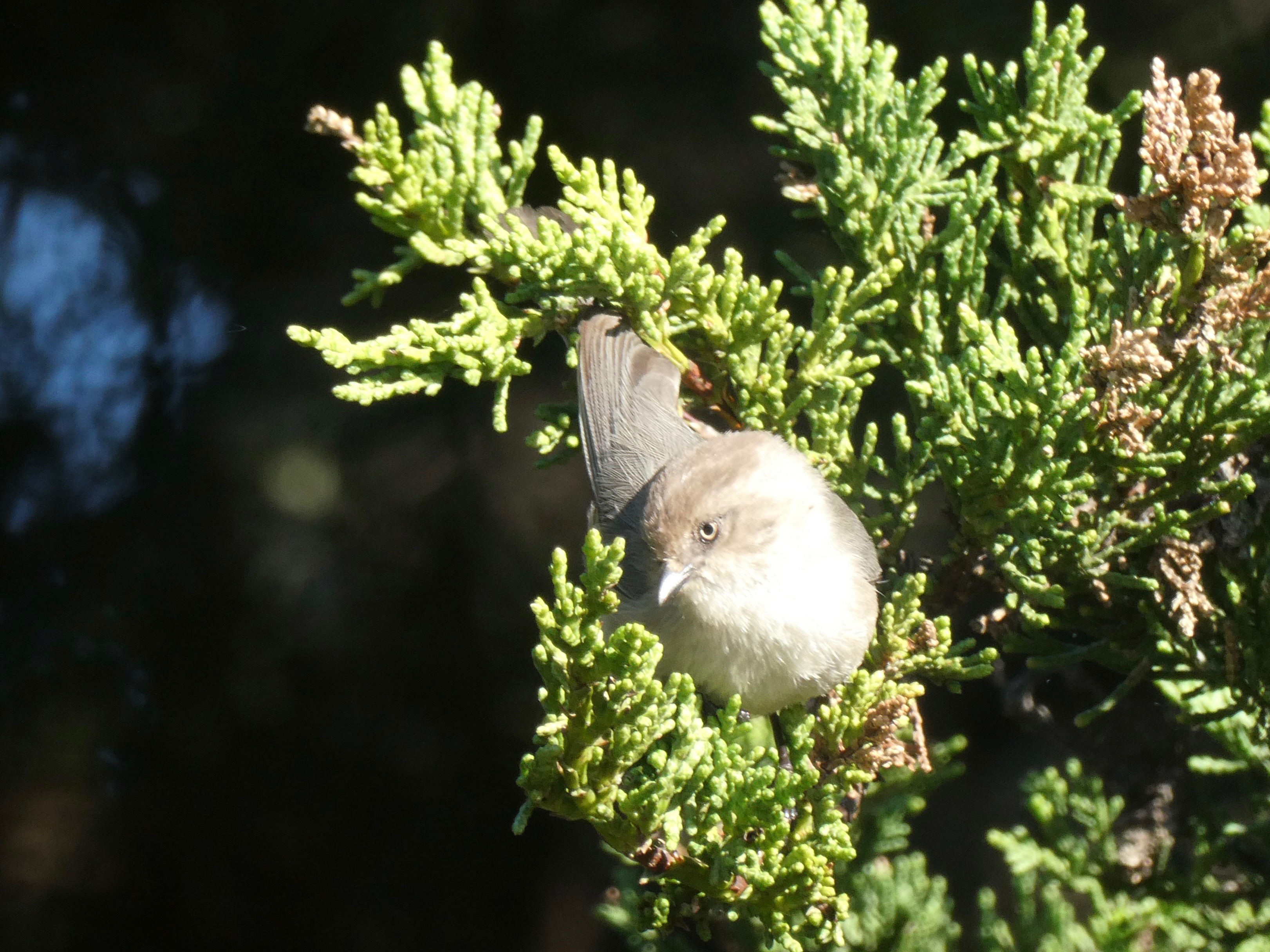 Bushtit on branch