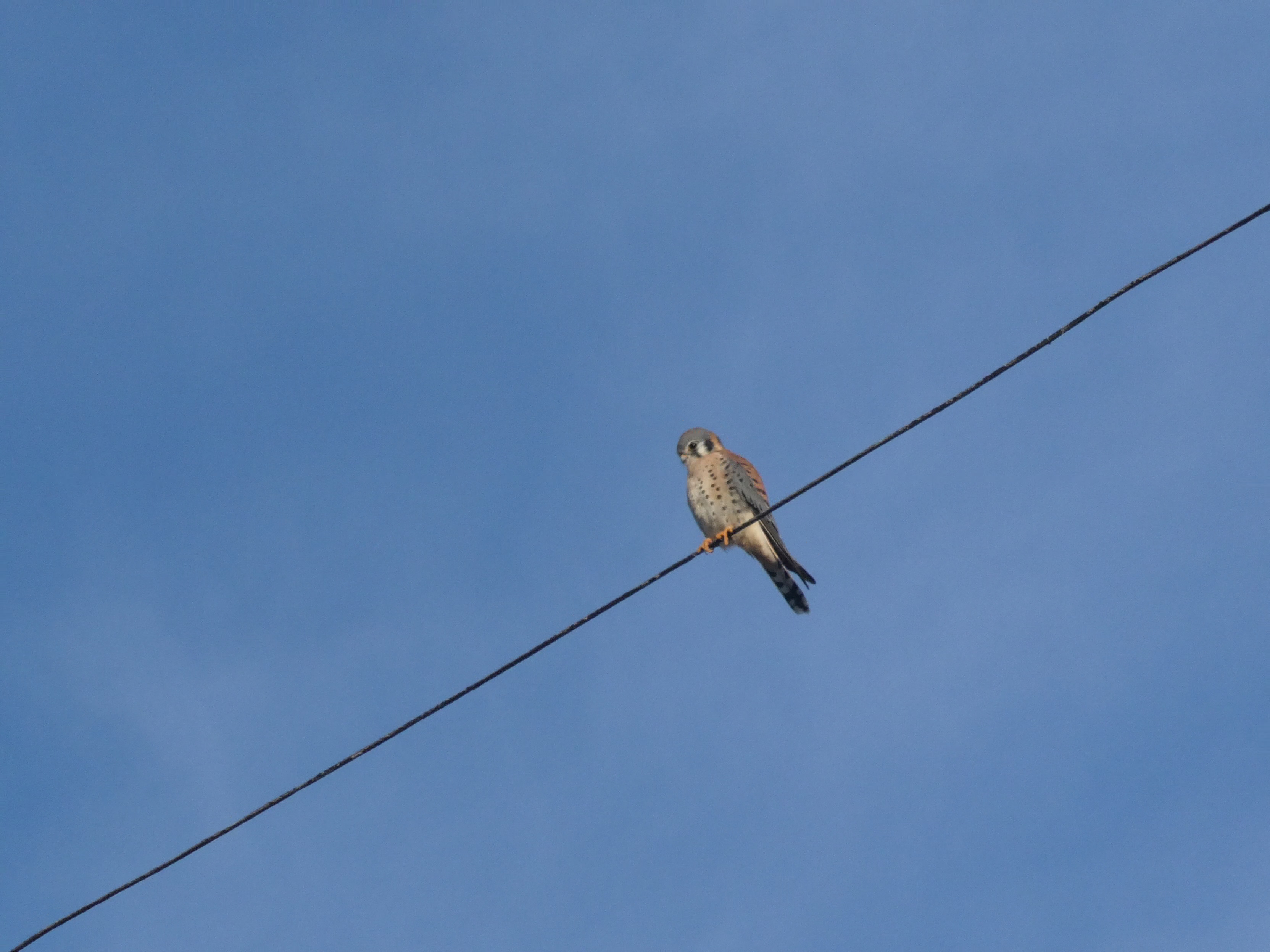 Kestrel on wire