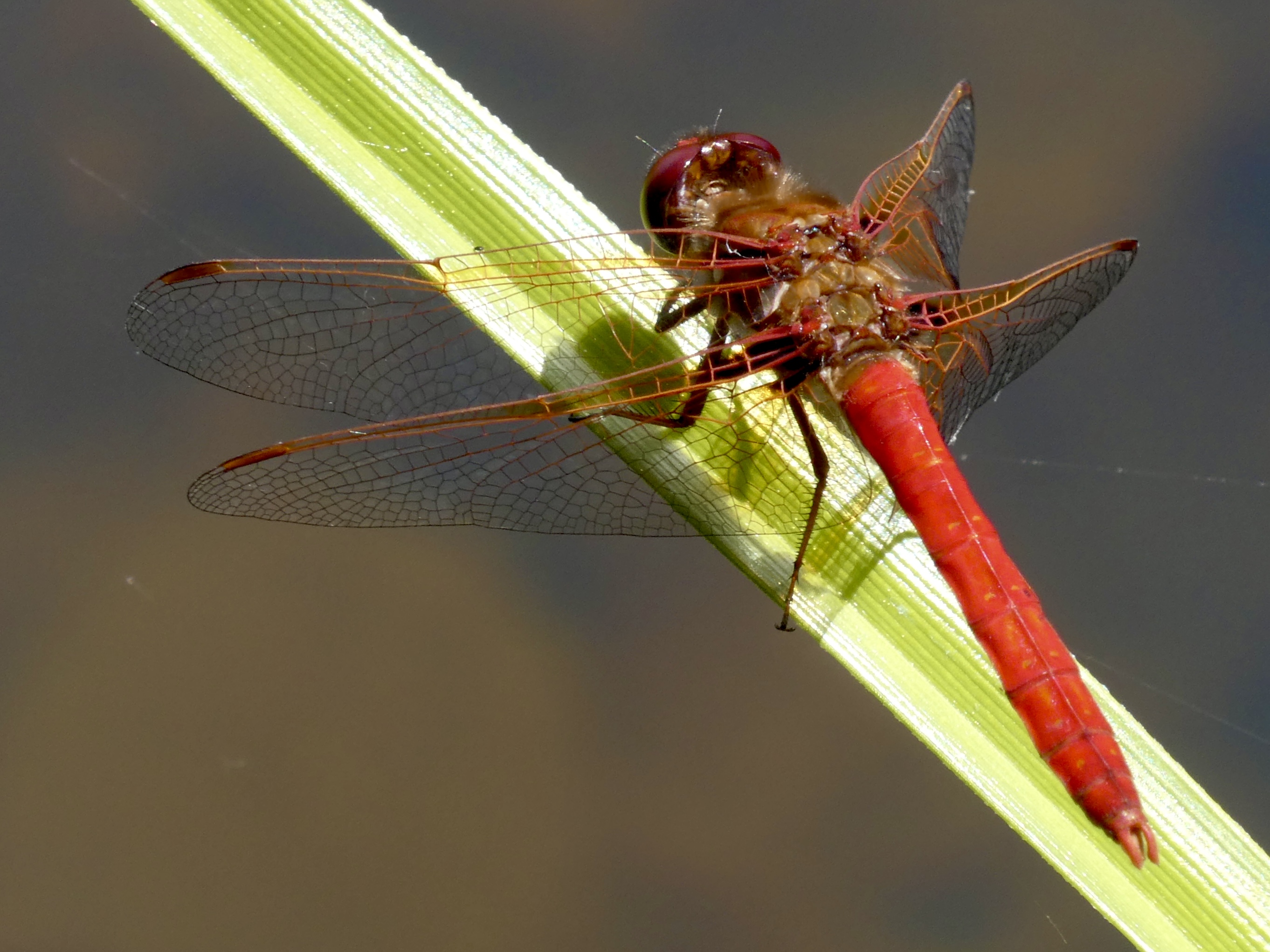 Red dragonfly on a leaf