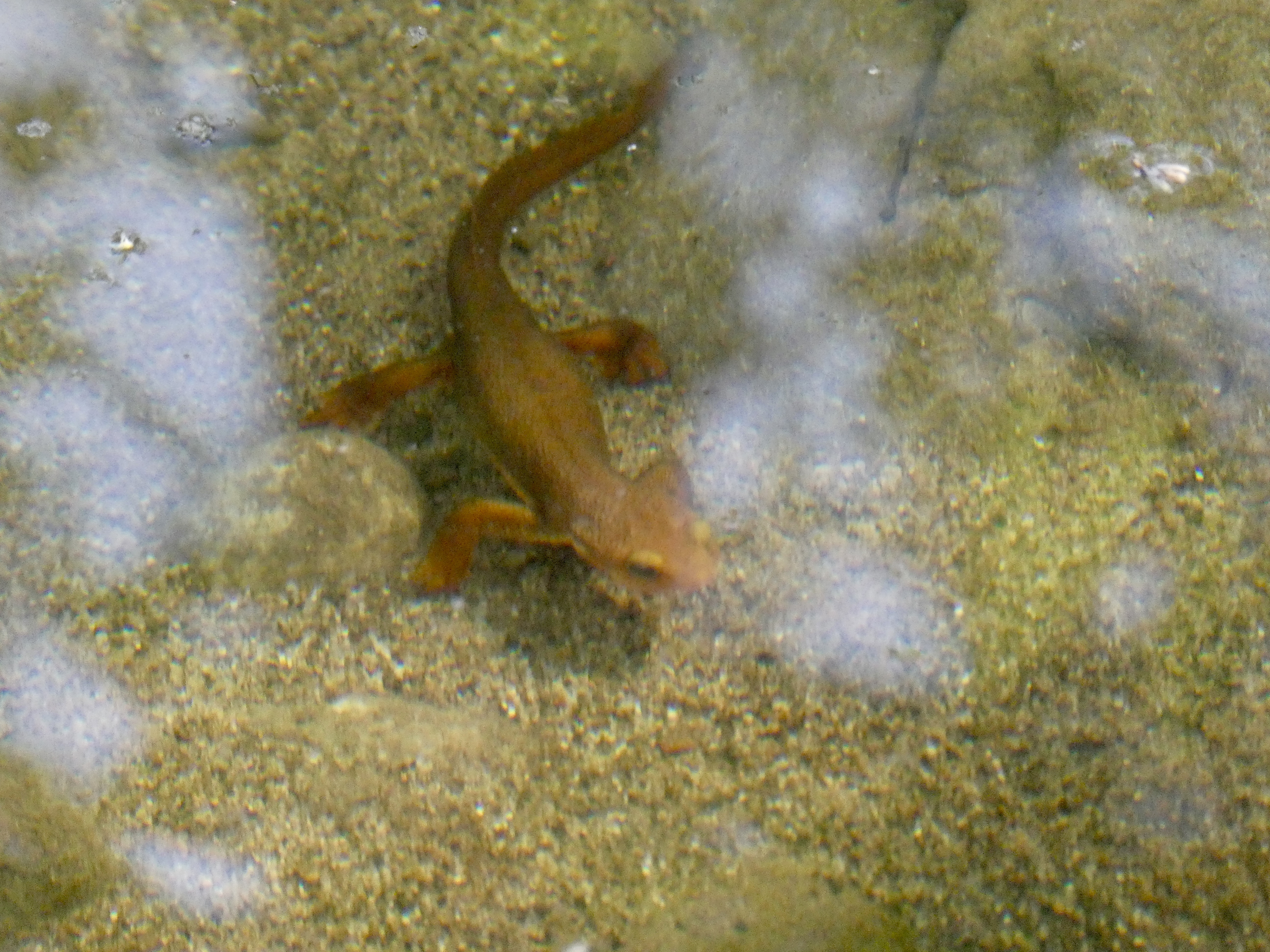 Newt in a creek
