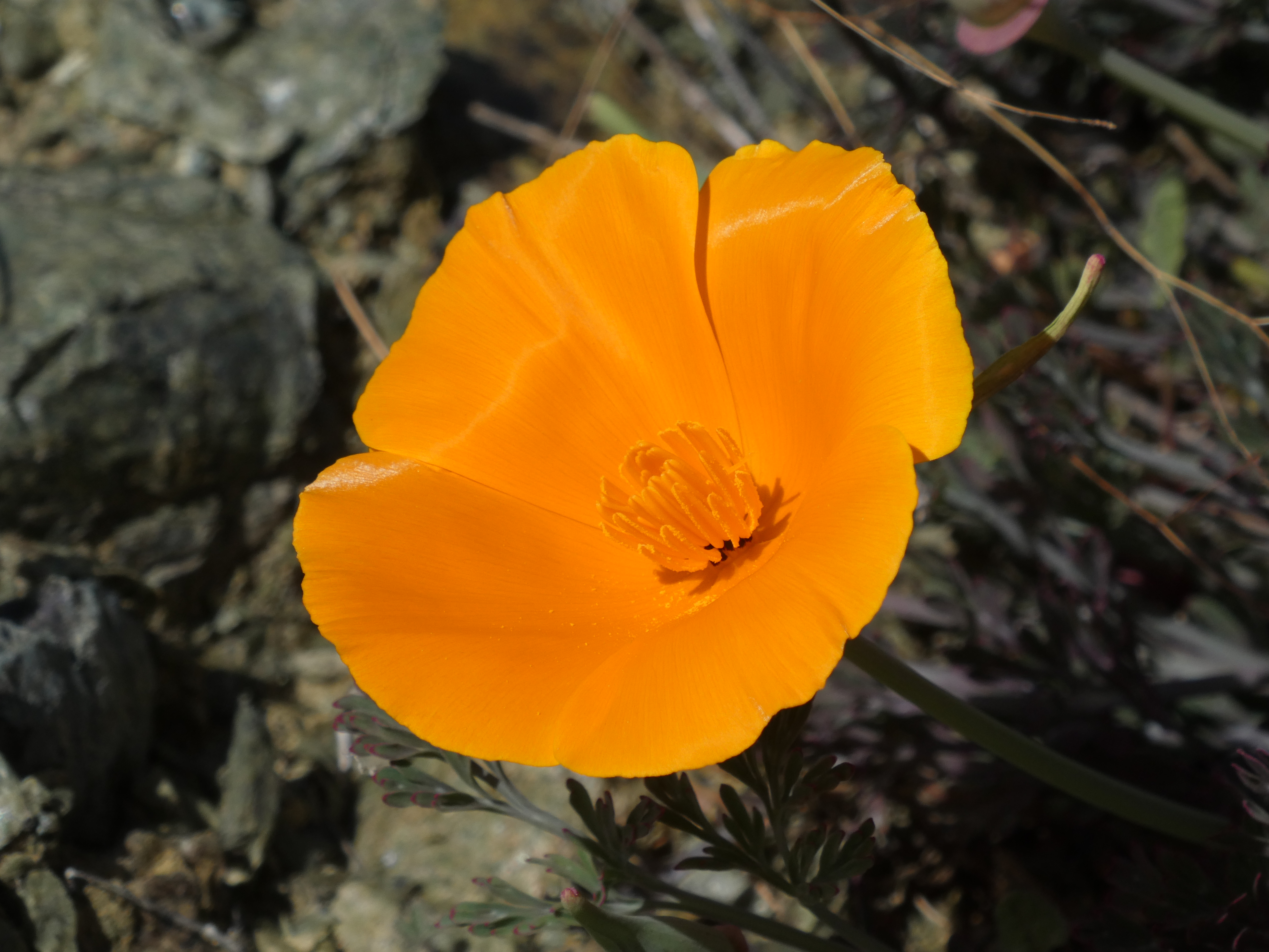 Flowering poppy