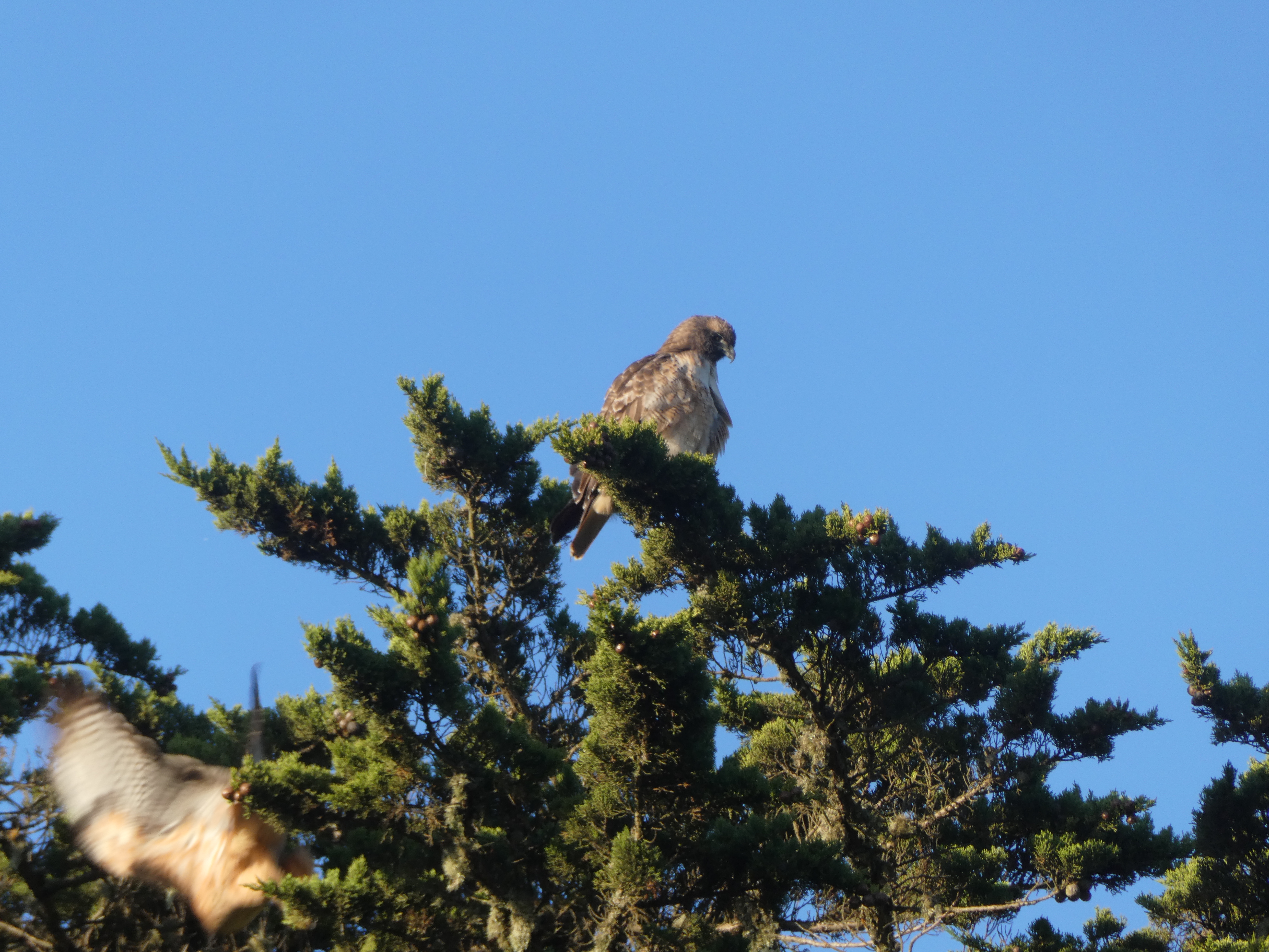 Two Red Tailed Hawks in a Monterey Cypress