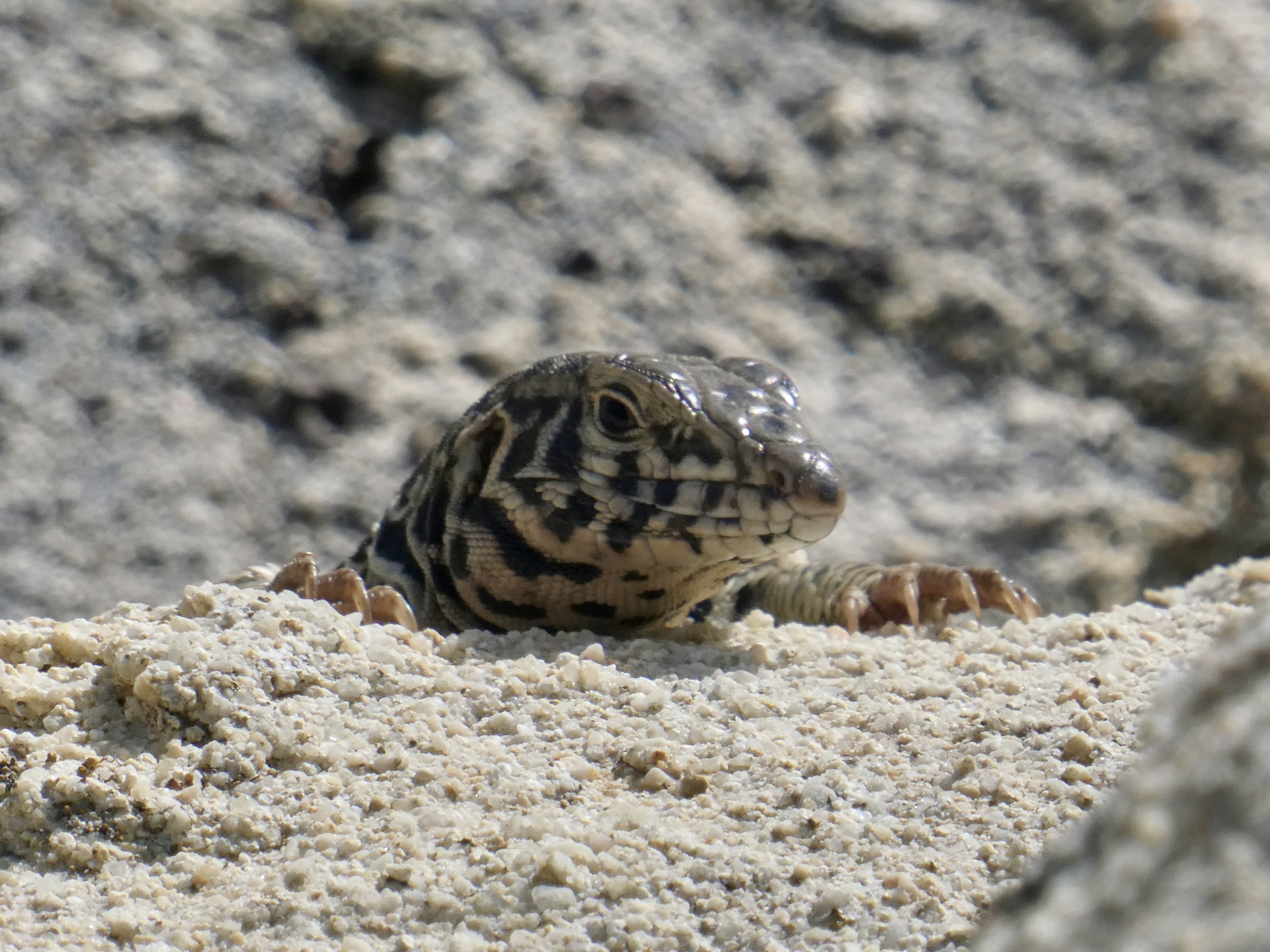 Whiptail lizard sleeping