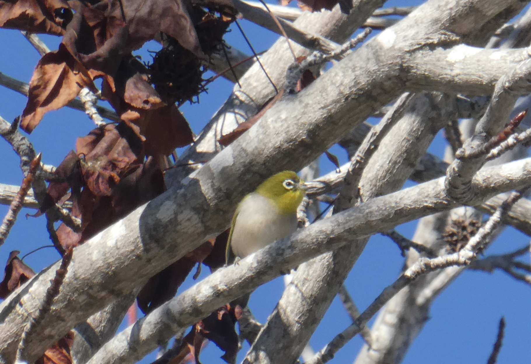 Swinhoe's White-eye on branch
