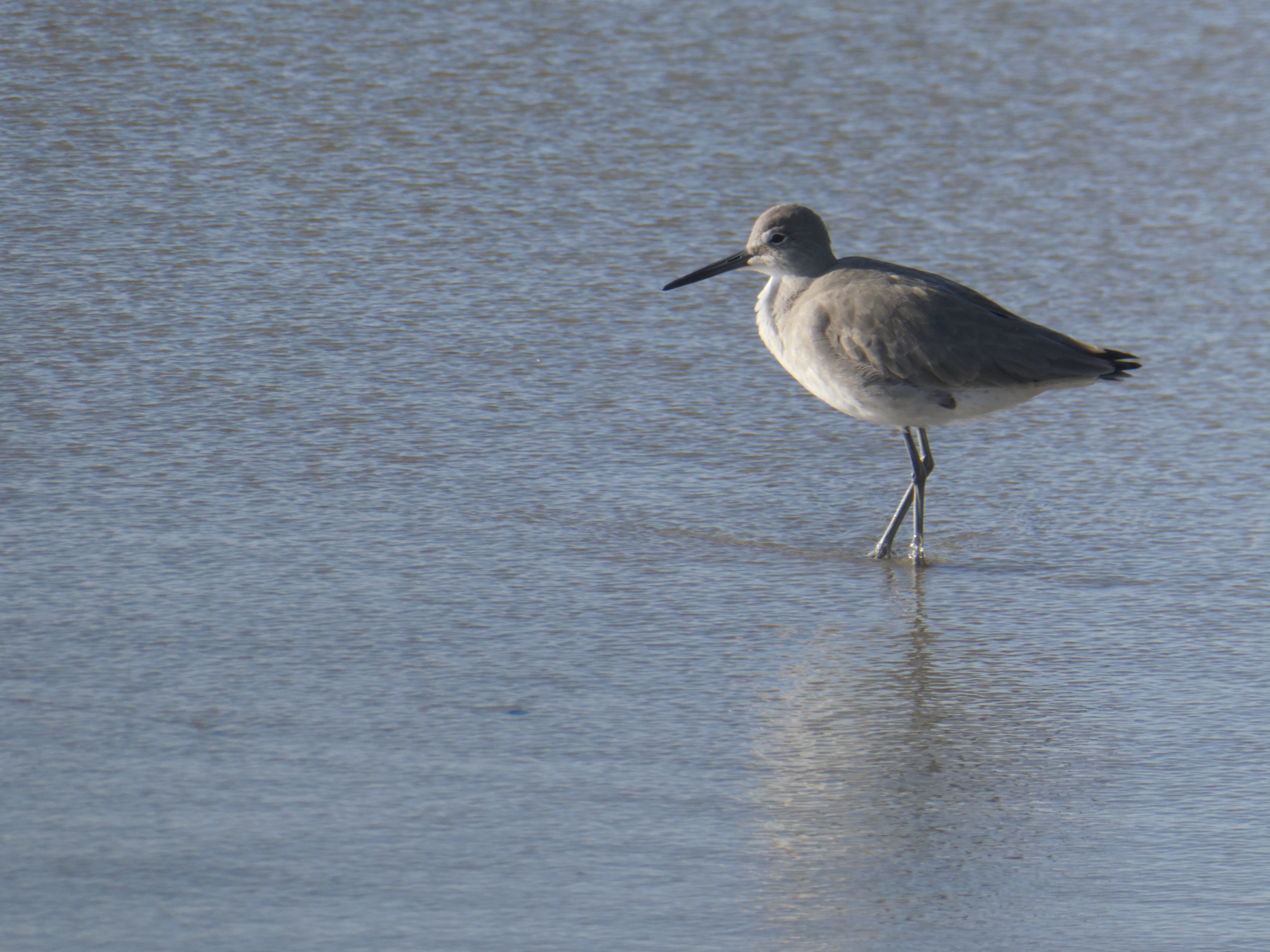 Willet on beach